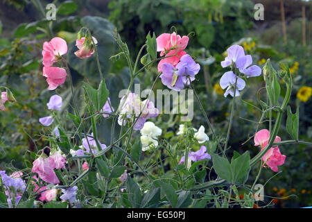 De plus en plus les petits pois dans le jardin d'un allotissement en Angleterre Banque D'Images