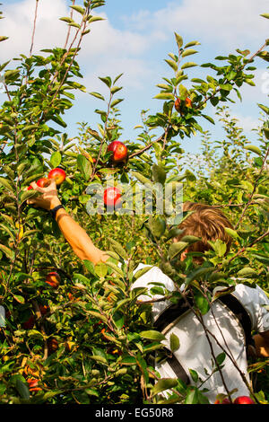 Cueillette fruits et legumes du patrimoine de pommes Red apple orchard tree Banque D'Images