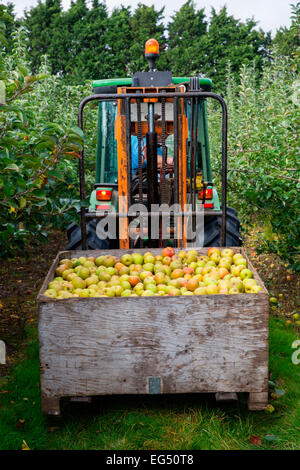 Tracteur avec remorque pleine de patrimoine vert pommes dans le verger, Oxfordshire, UK Banque D'Images