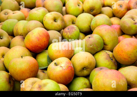 Grand groupe de patrimoine fraîchement récolté les pommes vertes Banque D'Images