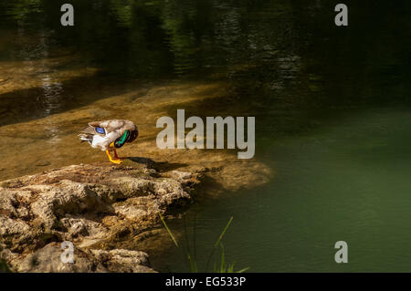 Canard, canard col vert, au bord de l'eau,Var France 83 Banque D'Images