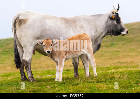 Vache et petit veau Gascogne région Vallée D'ax Aude France 11 Banque D'Images