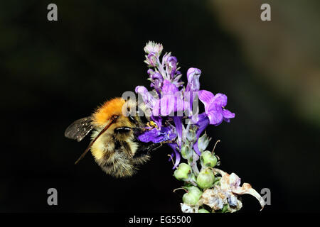 Carder commune bourdon Bombus pascuorum fleur pollinisateurs Banque D'Images