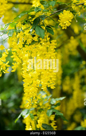 Laburnum anagyroides laburnum commune en pleine floraison Banque D'Images