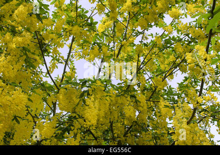 Laburnum anagyroides laburnum commune en pleine floraison Banque D'Images