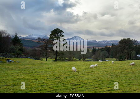 Les moutons paissent dans un champ près de Coed Y Brenin forêt avec vue sur les sommets enneigés des Rhinogs Banque D'Images