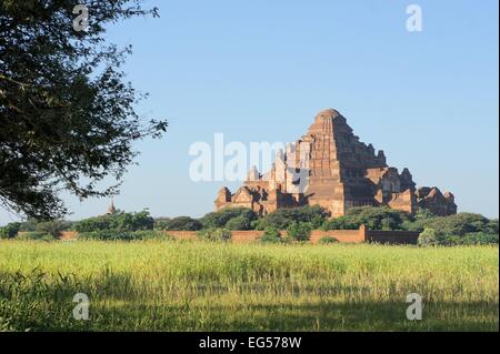 Dhammayangyi pagode est le plus grand temple de Bagan, temples antiques, dans le nord du Myanmar, Birmanie Banque D'Images