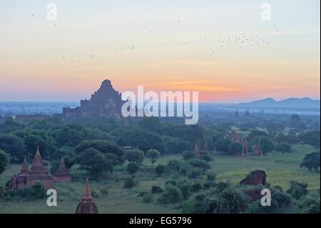 Dhammayangyi pagode est le plus grand temple de Bagan, temples antiques, dans le nord du Myanmar, Birmanie Banque D'Images