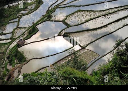 Patrimoine mondial de l'UNESCO célèbre dans les terrasses de riz de Banaue, près de Bangaan le nord de Luzon, Infugao province, Philippines. Banque D'Images