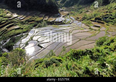 Patrimoine mondial de l'UNESCO célèbre dans les terrasses de riz de Banaue, près de Bangaan le nord de Luzon, Infugao province, Philippines. Banque D'Images