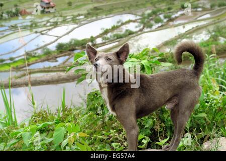 Chien de village à bas sur le patrimoine mondial de l'UNESCO célèbre en rizières en terrasses près de Batad Banaue, nord de Luzon, Infugao provinc Banque D'Images