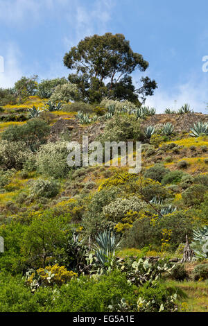 La floraison, de la montagne près de Vega de San Mateo, Gran Canaria, Îles Canaries, Espagne Banque D'Images