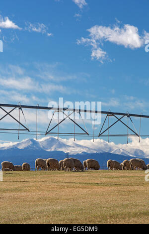 Ft. Collins, Colorado - moutons paissent en dessous du matériel d'irrigation sur un ranch près de des crêtes rocheuses. Banque D'Images