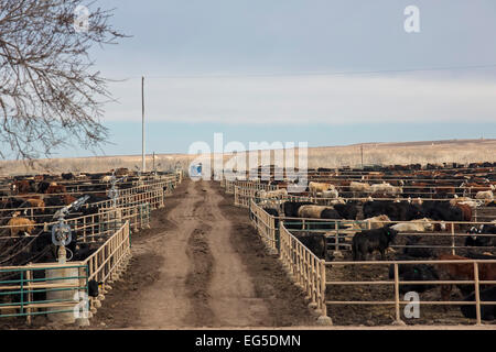 Kersey, Colorado - un engraissement du bétail exploités par JBS cinq rivières l'engraissement de bovins. Cela a une capacité d'engraissement de 98 000 bovins. Banque D'Images