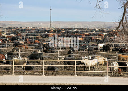 Kersey, Colorado - un engraissement du bétail exploités par JBS cinq rivières l'engraissement de bovins. Cela a une capacité d'engraissement de 98 000 bovins. Banque D'Images