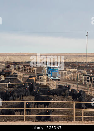 Kersey, Colorado - un engraissement du bétail exploités par JBS cinq rivières l'engraissement de bovins. Cela a une capacité d'engraissement de 98 000 bovins. Banque D'Images