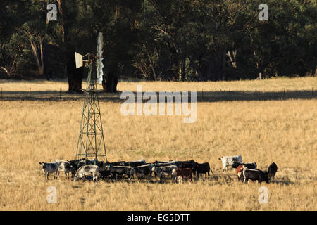 Une photographie d'un certains bovins assoiffés d'un moulin à vent sur une ferme dans le centre ouest de la Nouvelle-Galles du Sud (NSW), l'Australie. Banque D'Images