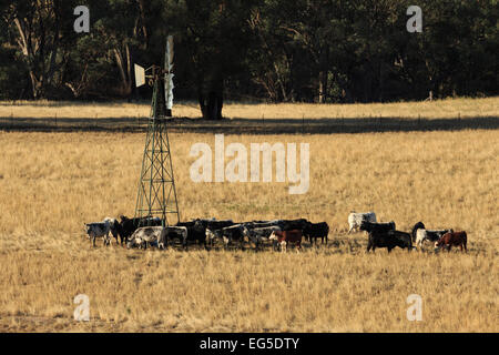 Une photographie d'un certains bovins assoiffés d'un moulin à vent sur une ferme dans le centre ouest de la Nouvelle-Galles du Sud (NSW), l'Australie. Banque D'Images