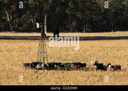 Une photographie d'un certains bovins assoiffés d'un moulin à vent sur une ferme dans le centre ouest de la Nouvelle-Galles du Sud (NSW), l'Australie. Banque D'Images