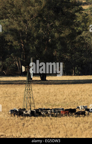 Une photographie d'un certains bovins assoiffés d'un moulin à vent sur une ferme dans le centre ouest de la Nouvelle-Galles du Sud (NSW), l'Australie. Banque D'Images