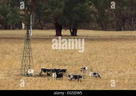 Une photographie d'un certains bovins assoiffés d'un moulin à vent sur une ferme dans le centre ouest de la Nouvelle-Galles du Sud (NSW), l'Australie. Banque D'Images