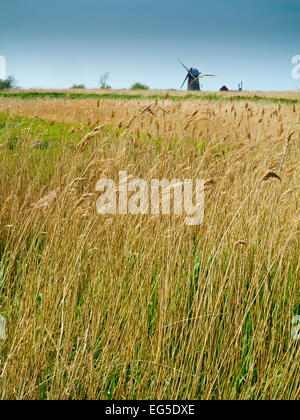 Les lits de roseaux avec pompe éolienne derrière sur Martham large dans les Norfolk Broads une zone de navigation intérieure dans l'East Anglia Angleterre UK Banque D'Images