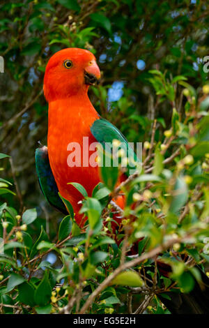 Détail de l'Australian King Parrot dans la nature Banque D'Images