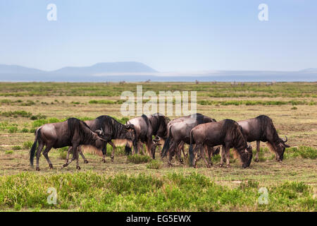 Troupeau de gnous, Gnu sur la savane. Safari dans le Serengeti, Tanzanie, Afrique du Sud Banque D'Images