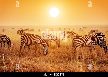 Troupeau de zèbres sur la savane au coucher du soleil, l'Afrique. Safari dans le Serengeti, Tanzanie Banque D'Images