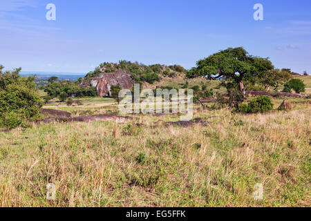 La savane herbeuse, bush. Paysage de l'Afrique. L'Ouest de Tsavo, au Kenya. Banque D'Images