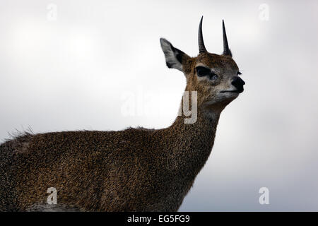 Klipspringer, une petite antilope debout sur rock. Safari dans le Serengeti, Tanzanie, Afrique du Sud Banque D'Images