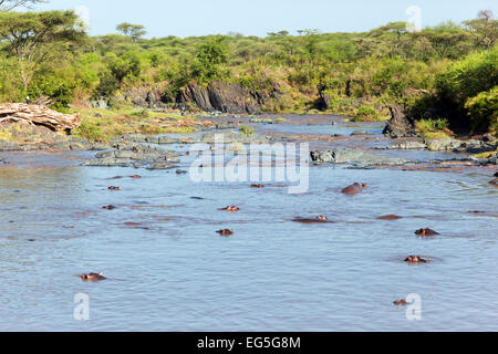 Rivière avec l'hippopotame, hippopotamus groupe. Safari dans le Serengeti, Tanzanie, Afrique du Sud Banque D'Images