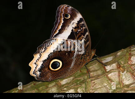 Grumes de jaune papillon Hibou géant (Caligo atreus) posant sur un arbre, les ailes fermées Banque D'Images