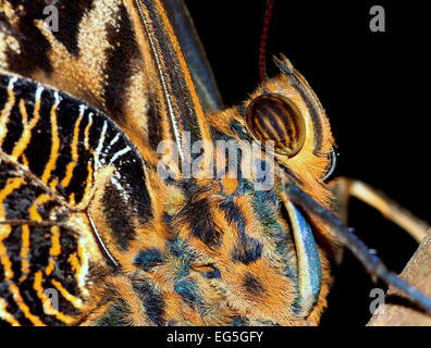 Grumes de jaune papillon Hibou géant (Caligo atreus) extreme close-up de la tête, les yeux et la langue enroulée Banque D'Images