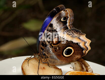 Grumes de jaune papillon Hibou géant (Caligo atreus) se nourrissant d'un morceau de fruit dans un zoo papillon, les ailes partiellement ouverte Banque D'Images