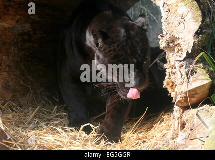 Noir mâle Jaguar (Panthera onca), gros plan de la tête, léchant ses lèvres Banque D'Images