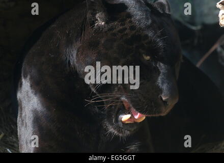 Hommes Sud Américain Jaguar (Panthera onca), close-up de la tête alors qu'il grogne, montrant des canines Banque D'Images