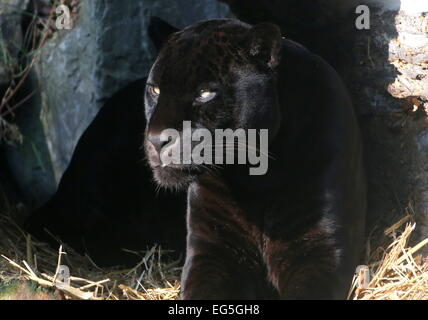 Melanistic Jaguar noir d'Amérique du Sud (Panthera onca), gros plan de la tête et le haut du corps Banque D'Images