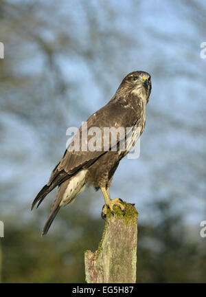 Buse variable - Buteo buteo Banque D'Images