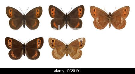 Scotch Argus - Erebia aethiops - mâle (rangée du haut) - femelle (rangée du bas) Banque D'Images
