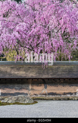 Printemps au jardin du temple zen Ryoan-ji, Kyoto, où une cerise pleureuse surplombe l'ancien mur de ce célèbre jardin de gravier sec 15c (Kare-sansui) Banque D'Images