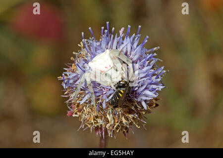 Araignée Crabe fleur - Misumena vatia Banque D'Images