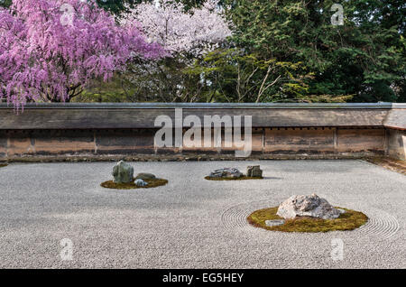 Printemps au jardin du temple zen Ryoan-ji, Kyoto, où une cerise pleureuse surplombe l'ancien mur de ce célèbre jardin de gravier sec 15c (Kare-sansui) Banque D'Images