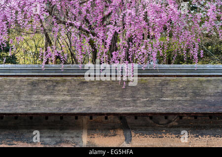 Printemps au jardin du temple zen Ryoan-ji, Kyoto, où une cerise pleureuse surplombe l'ancien mur de ce célèbre jardin de gravier sec 15c (Kare-sansui) Banque D'Images