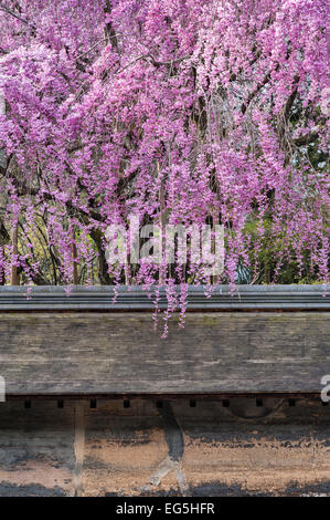 Printemps au jardin du temple zen Ryoan-ji, Kyoto, où une cerise pleureuse surplombe l'ancien mur de ce célèbre jardin de gravier sec 15c (Kare-sansui) Banque D'Images