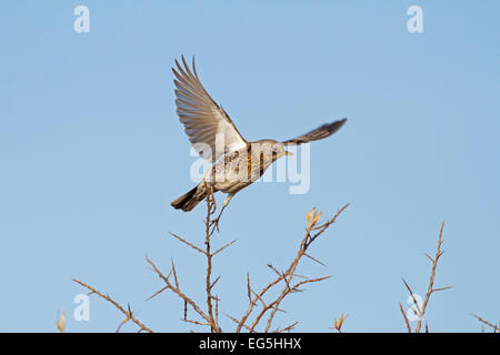 F - Turdus Fieldfare Banque D'Images