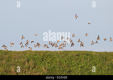 - Carduelis flavirostris Twite Banque D'Images