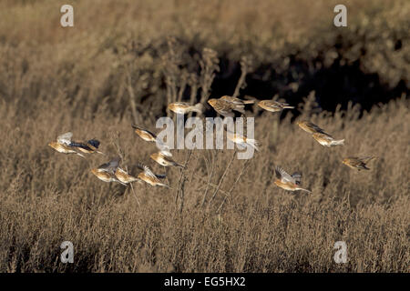 - Carduelis flavirostris Twite Banque D'Images