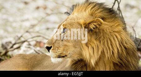 Un lion mâle sauvage se tourne vers le côté et montre son profil dans la région d'Etosha Namibie, Afrique. Banque D'Images