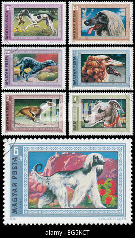 Hongrie - circa 1972 : ensemble de timbres imprimés en Hongrie montre des images de chiens, vers 1972 Banque D'Images